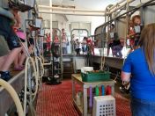 School children see the milking parlor in operation.